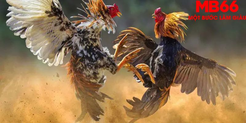 Tham gia đá gà cựa dao vô cùng đặc sắc
