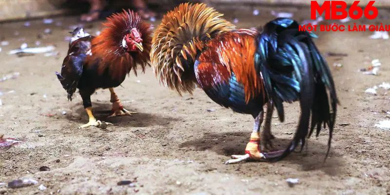 Quy tắc chơi đá gà cựa dao đơn giản, dễ hiểu