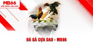 Đá Gà Cựa Dao - Tất Tần Tật Những Điều Anh Em Nên Biết