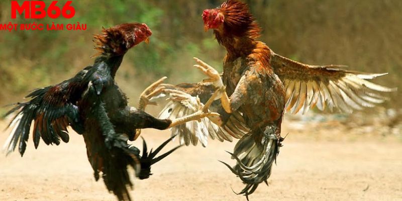 Bỏ túi bí kíp chơi đá gà Thomo thắng đậm từ cao thủ