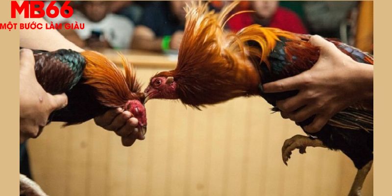 Yên tâm về tính hợp pháp khi chơi cược gà trực tuyến