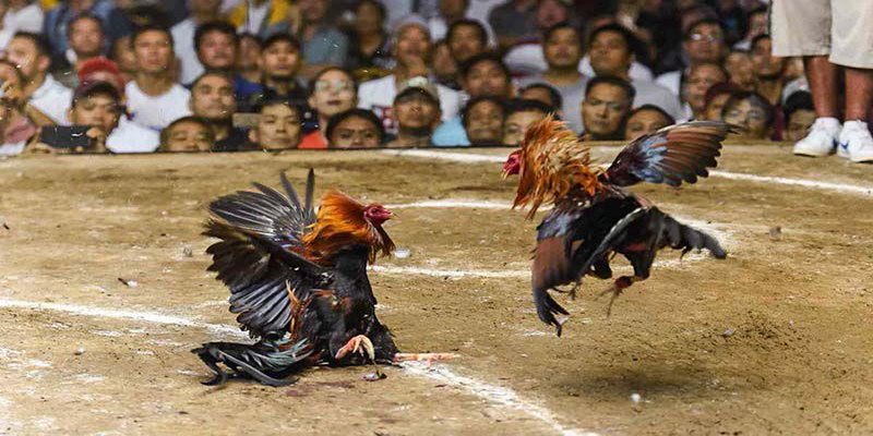 Tìm hiểu kỹ các chiến kê tham gia 