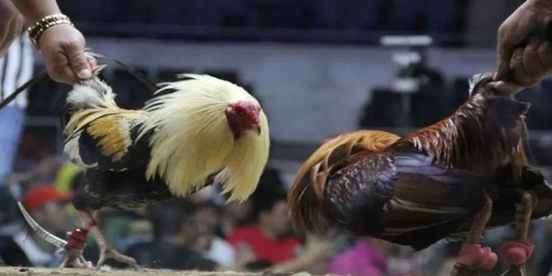 Hướng dẫn tham gia đá gà cựa sắt cực dễ dàng chỉ với 4 bước