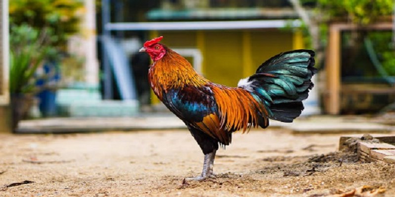 Ưu tiên lựa chọn giống gà nổi tiếng