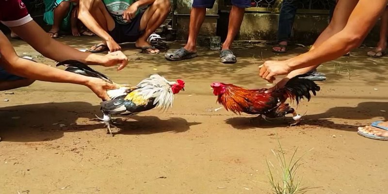 Tìm hiểu quy trình và luật lệ trong đấu gà cựa sắt
