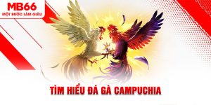 Tìm Hiểu Đá gà Campuchia Và Luật Chơi Cần Biết Tại MB66